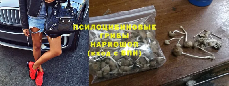 MEGA маркетплейс  Санкт-Петербург  Псилоцибиновые грибы MAGIC MUSHROOMS  купить наркоту 